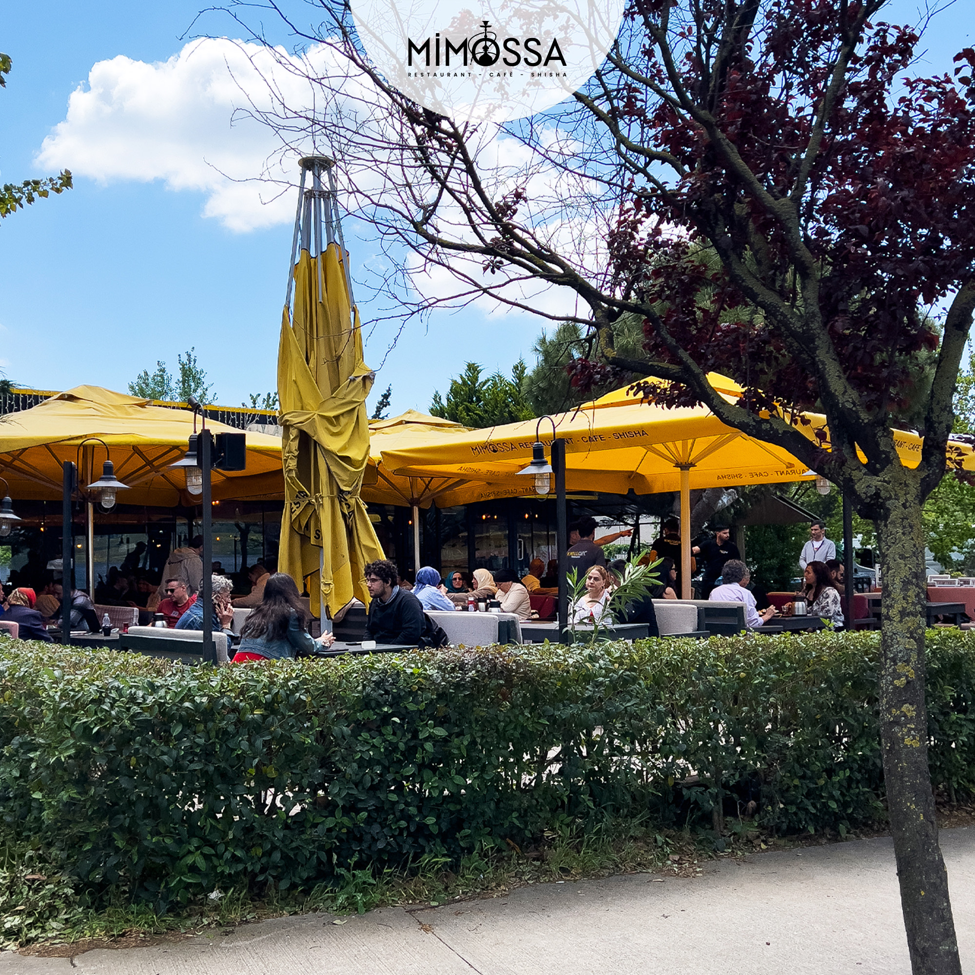 Mimossa Cafe